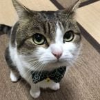 Gatotontoxddv6