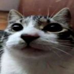 Xkmt's profile picture