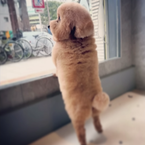 Pvt_