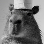 capycoder