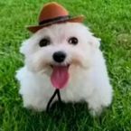 _dog