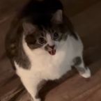 mrZaytoon