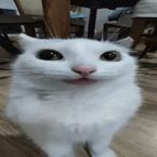 sirded's profile picture