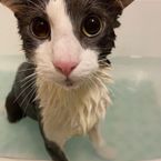 SoggyCatScript