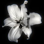 debugsetconstant
