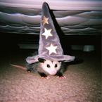 Ratin
