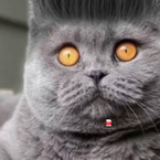 BEST_SAB_SCRIPTS's profile picture