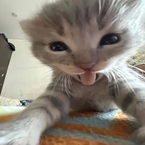 ChronosDev's profile picture