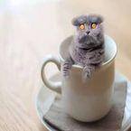 Folkcat_in_a_cup's profile picture