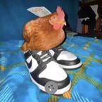 carlinhoscavalos's profile picture