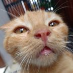 ScriptCheck's profile picture