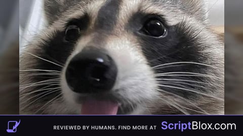 Best universal script