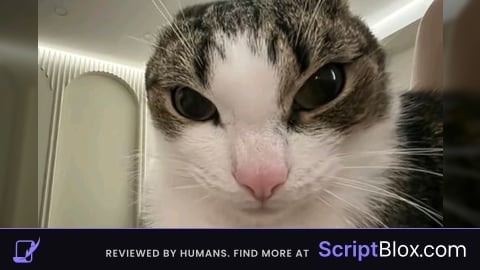 Universal script VR7