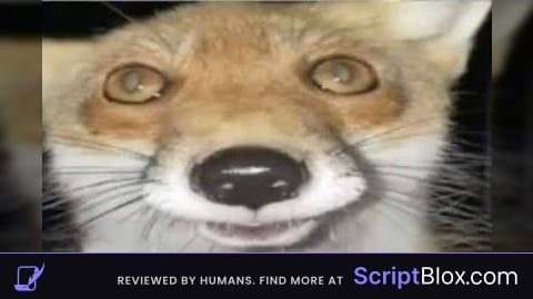 99 Days In The Forest Foxname
