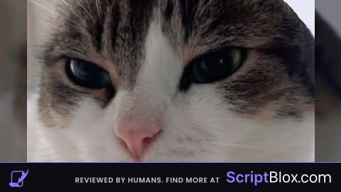 Fly script (FIXED)