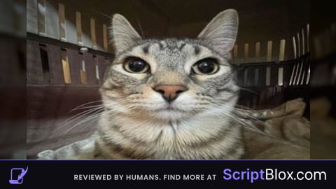 Fly script