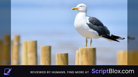 C00lclan v2