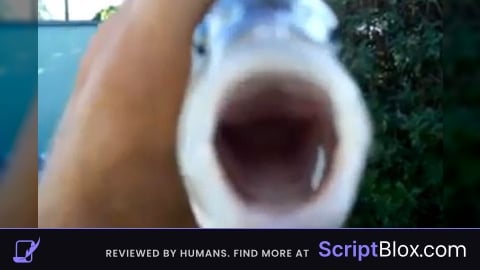 follow script
