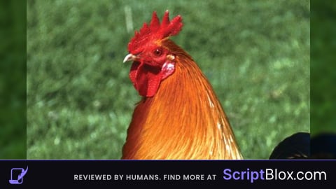 Rooster hub