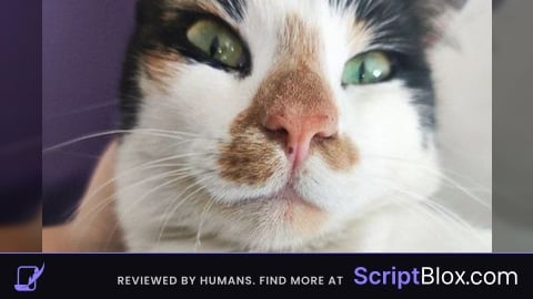 Script downloader