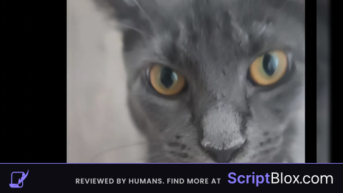 Natural disaster best script 2026