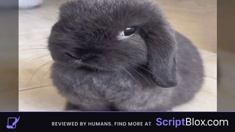 Chat Script by imnotexploi4