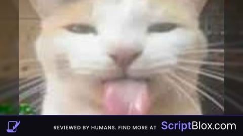 Idk catsaken