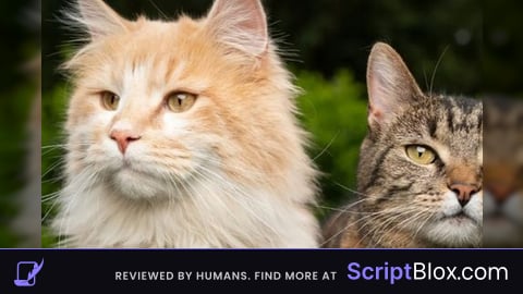 Auto sing script