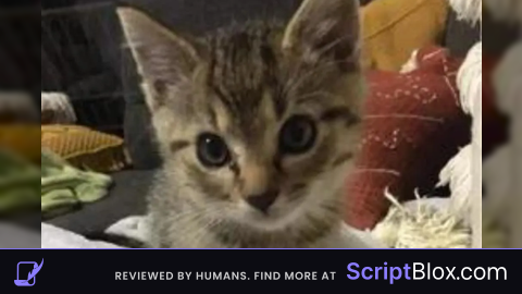 Nexbyte Hub Come Share Your Script