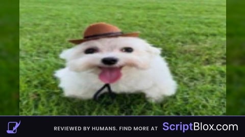 Script request Mortis