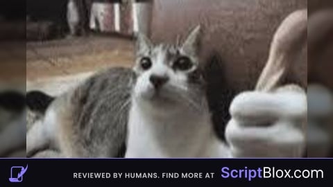 Animation script