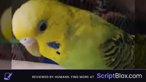 Budgie Hub