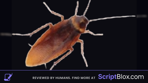 Reach Universal Script