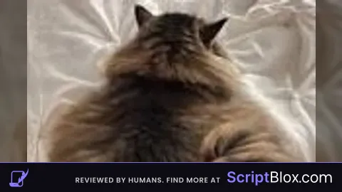 C00LMAN SCRIPT HUB