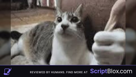 the only working script for this game