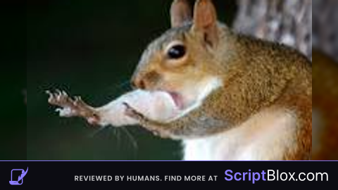 Scripter For Hire