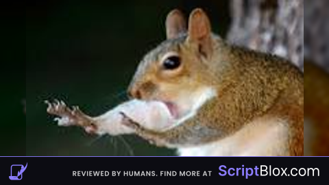 Scripter For Hire