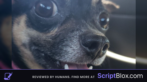 Music Player CLIENT SIDED