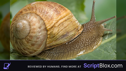 Snail Script