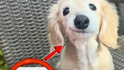 Sxmo Hub - Universal script preview