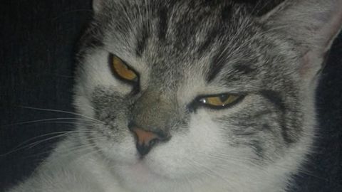 Universal Script 📌 | Astral hub V3 — Roblox Scripts | ScriptBlox