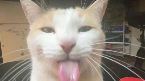 Universal Script 📌 | Project ligma team secret leak — Roblox Scripts