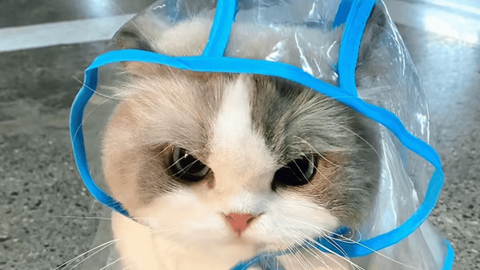 Universal Script 📌 | Leaf Hub V2 — Roblox Scripts | ScriptBlox