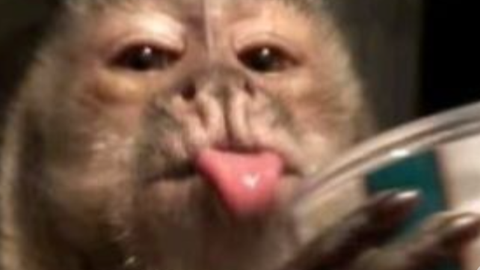 Universal Script 📌