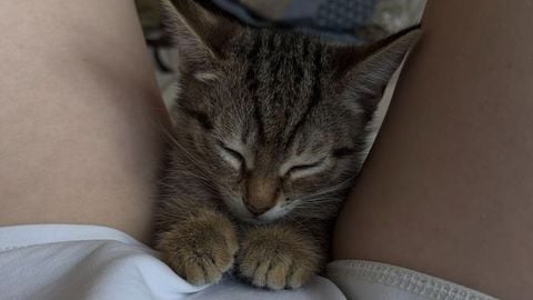 nds - Universal script preview