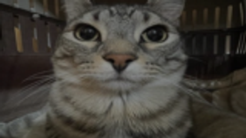 open source fly script - Universal script preview