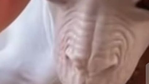 BACKDOOR SCANNER AND REQUIRE EXECUTOR KEYLESS - Universal script preview