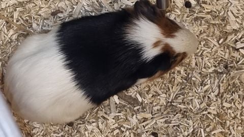 South bronx - Universal script preview