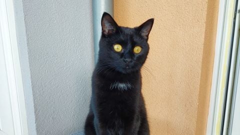 Remote Scanner - Universal script preview