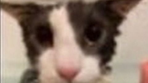 K00pgui v11 private - Universal script preview